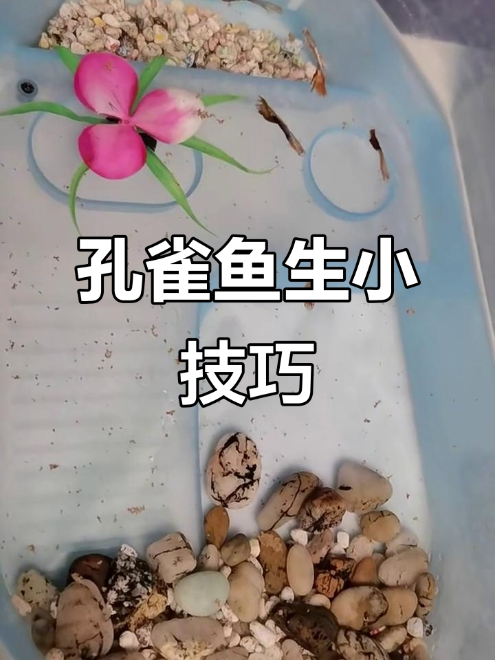 孔雀鱼生小鱼全过程,如何避免母鱼误食宝宝