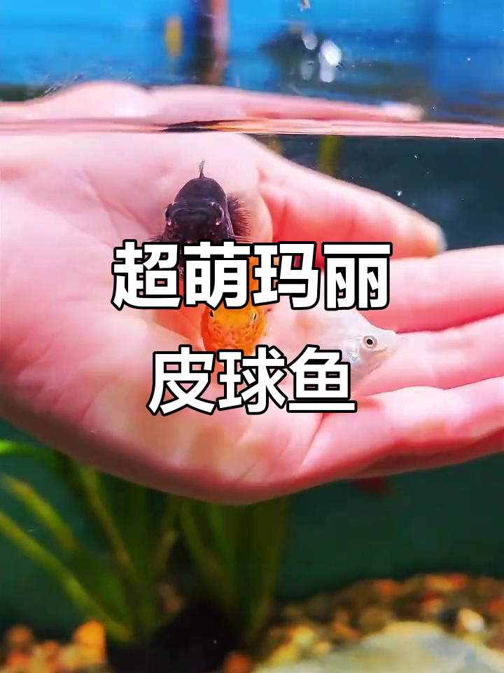 玛丽皮球鱼:可爱又神奇,轻松生小鱼的观赏宠