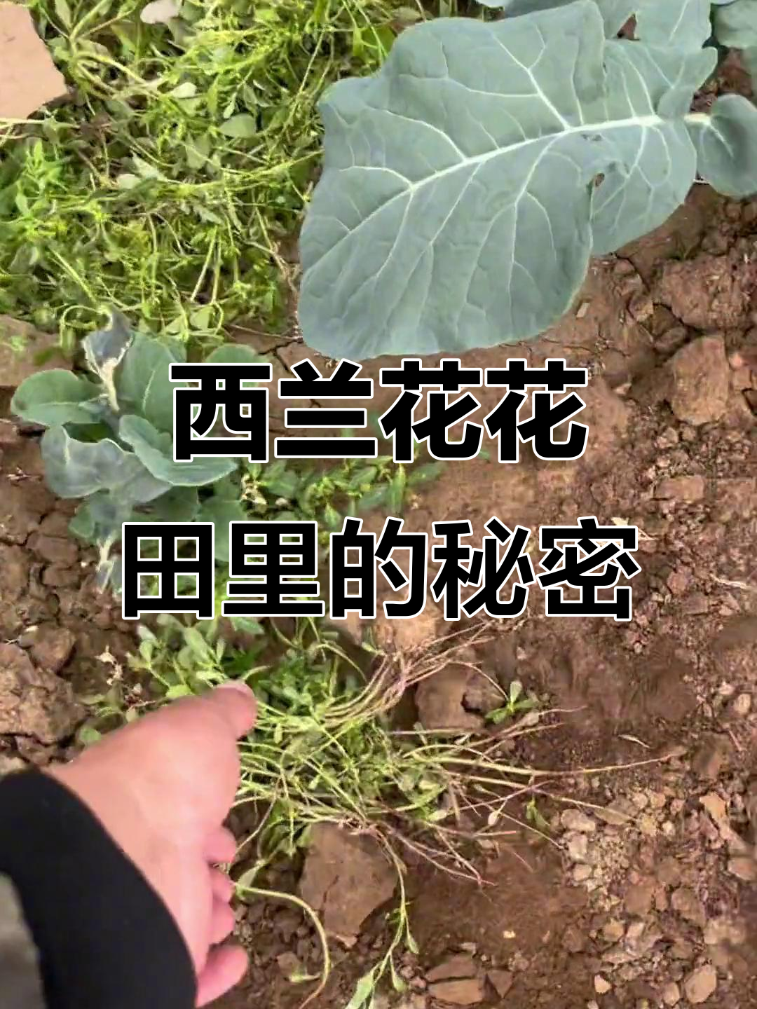 西兰花地里全是野菜,能吃吗?人工除草大作战