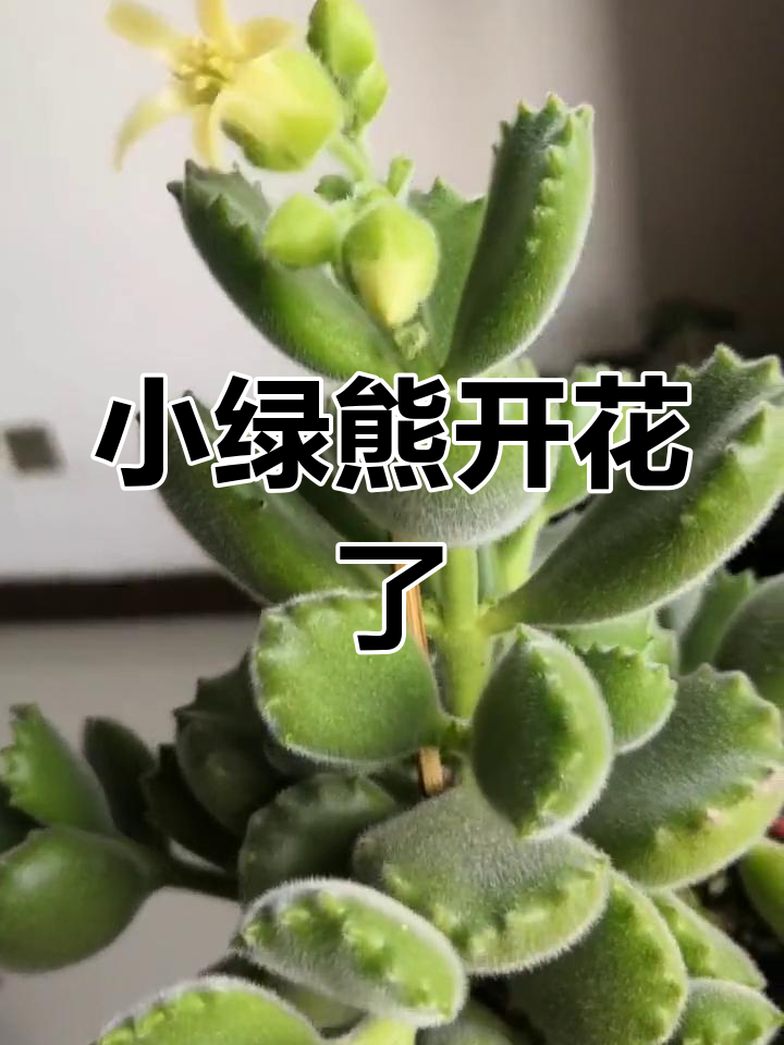 熊童子开花,控水后效果惊人!