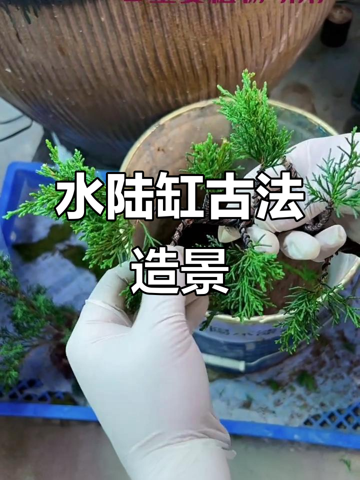 济州真柏水陆缸造景技巧,打造独特植物造型