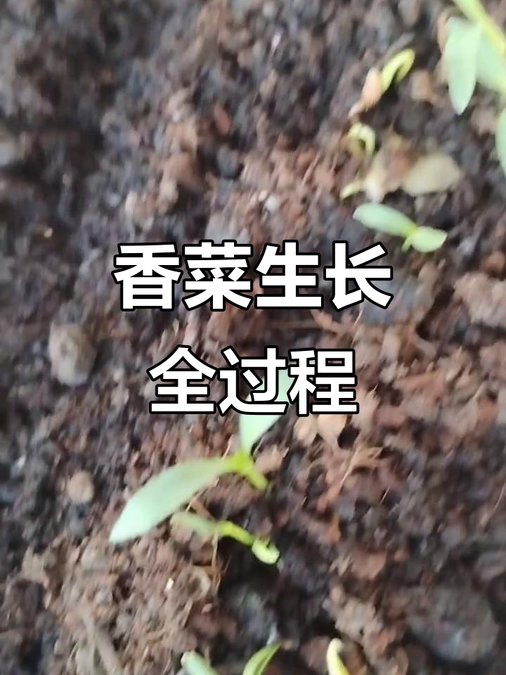香菜种子20天成长记:从发芽到密密麻麻的苗