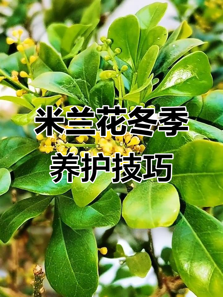 冬季米兰花如何养护才能开花更香?