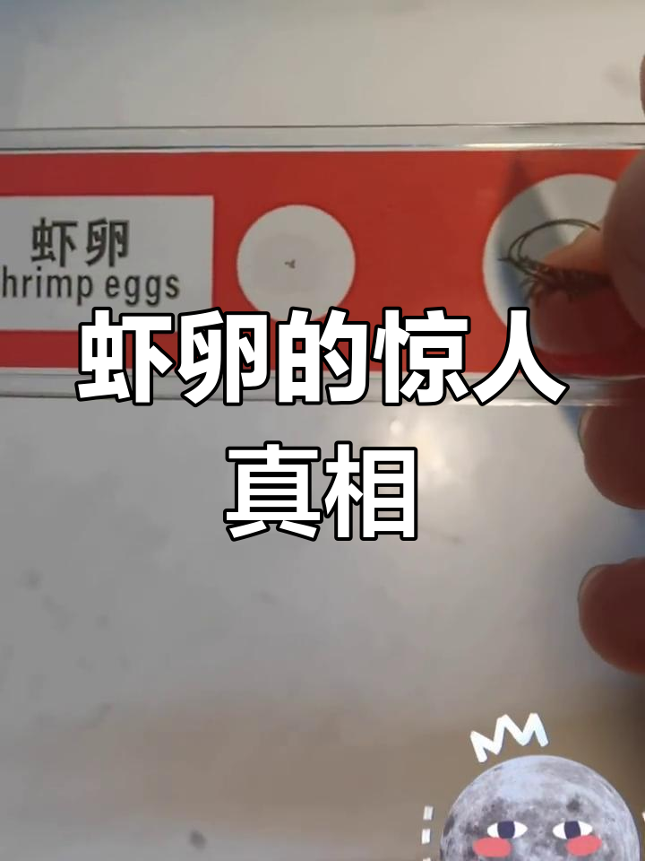 显微镜下看虾卵,竟然有这么多!