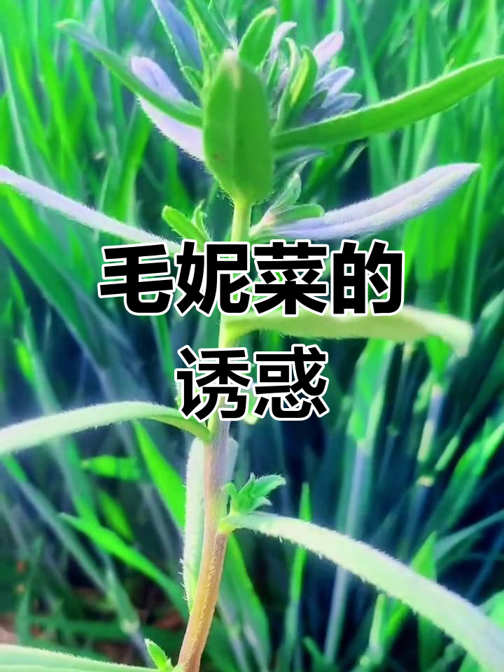 毛妮菜与面条菜外形相似,做团子超诱人,口水都要流下来了!