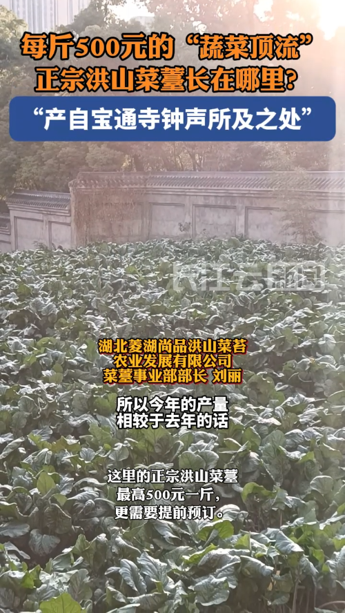 每斤500元的“蔬菜顶流”洪山菜薹,你吃到了吗?