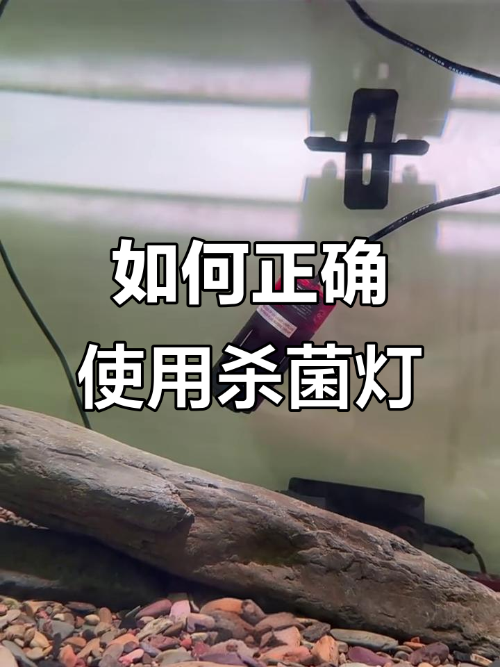 杀菌灯放对位置,水变清澈又安全