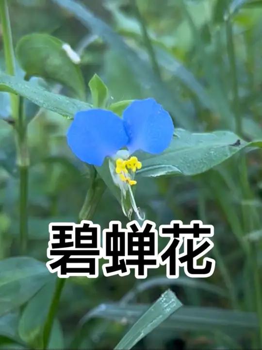 鸭跖草你认识吗，知道它有什么用么