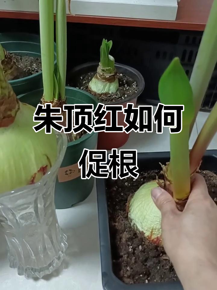 朱顶红不生根怎么办?水生根技巧大公开