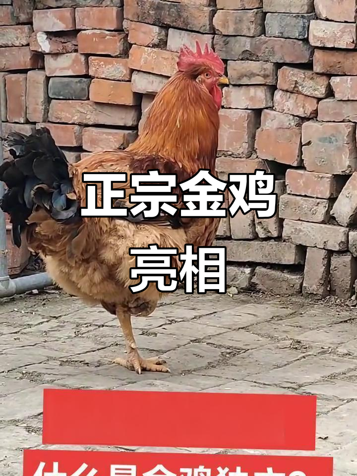 看看这只大公鸡，金鸡独立绝活惊艳全场！