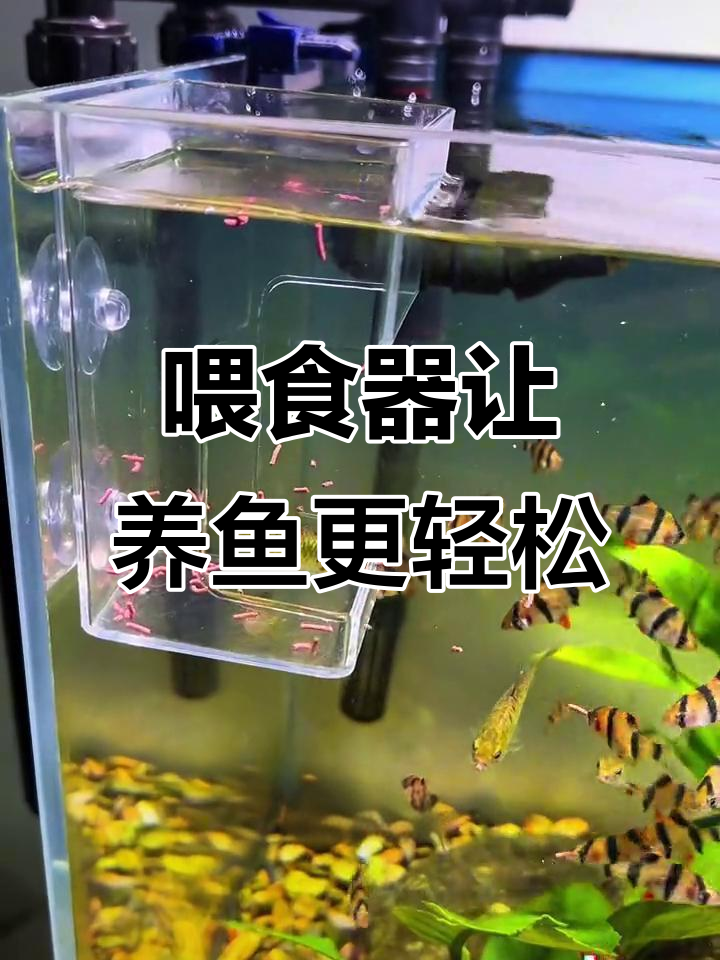 用喂食器让鱼粮不乱飘,水质更干净