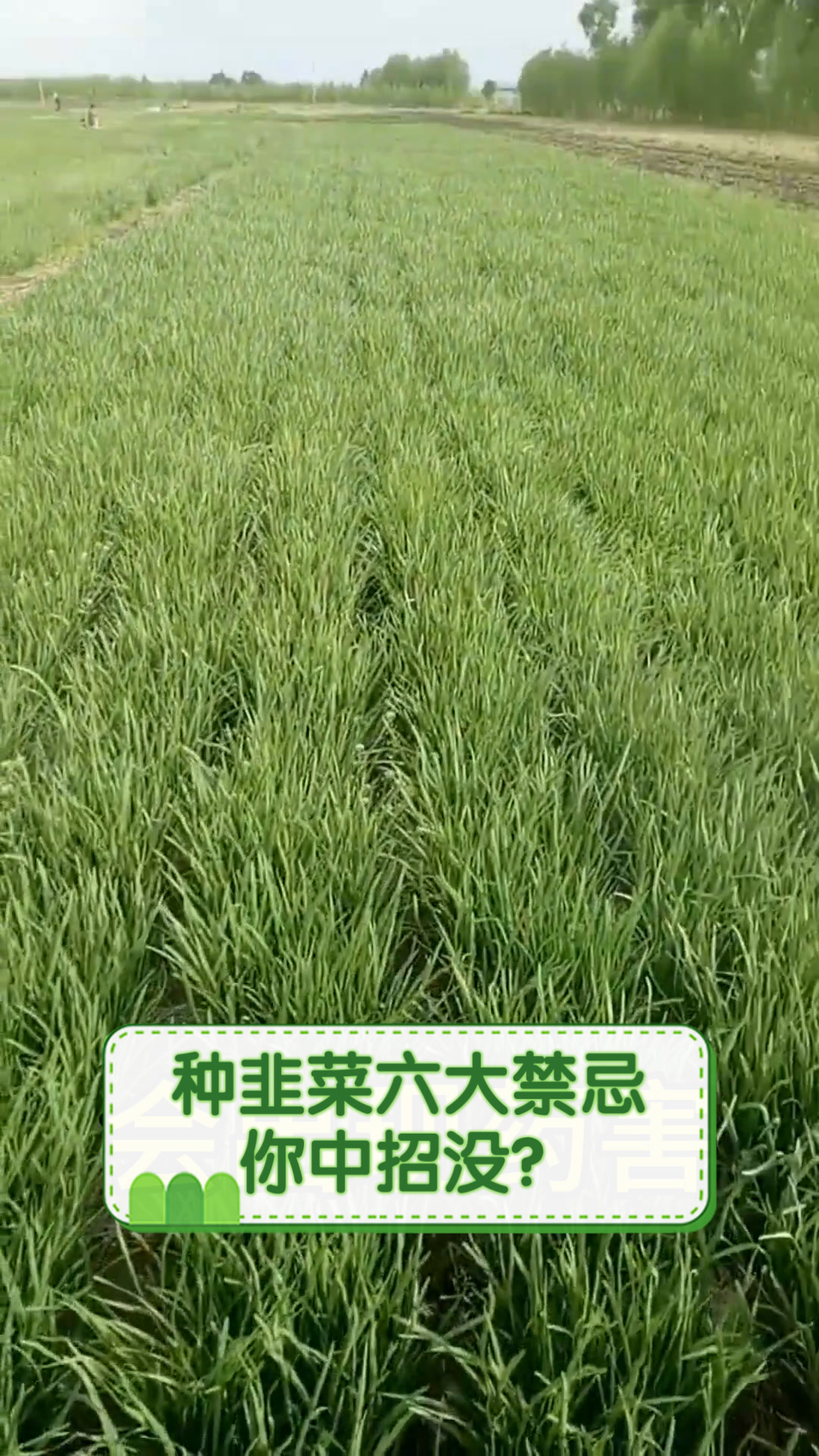 种韭菜六大禁忌,你中招没?