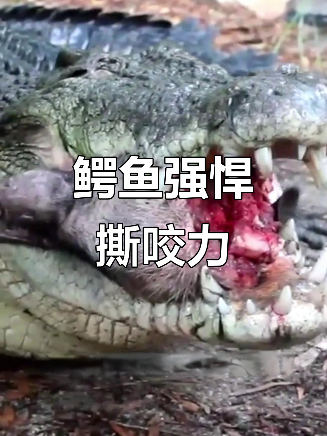 鳄鱼锋利牙齿轻松咬碎猪头，力量惊人如小轿车碾压