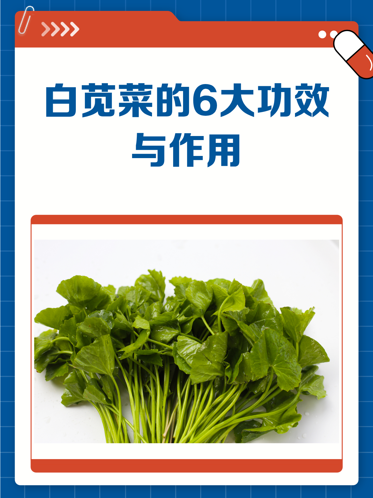 白苋菜,你不可不知的养生小能手!