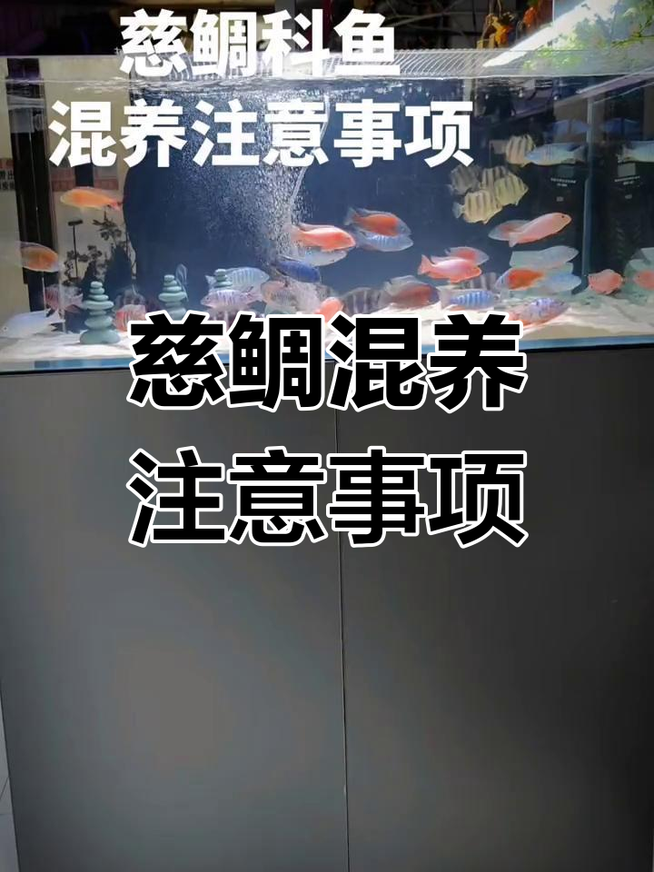 慈鲷科鱼混养技巧:如何避免冲突