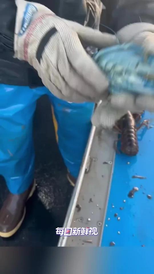 外国网友捕到罕见的蓝色龙虾
