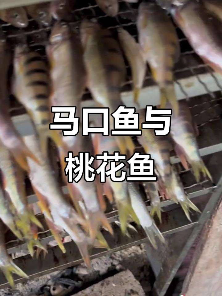 桃花鱼真相大揭秘,马口鱼的独特魅力