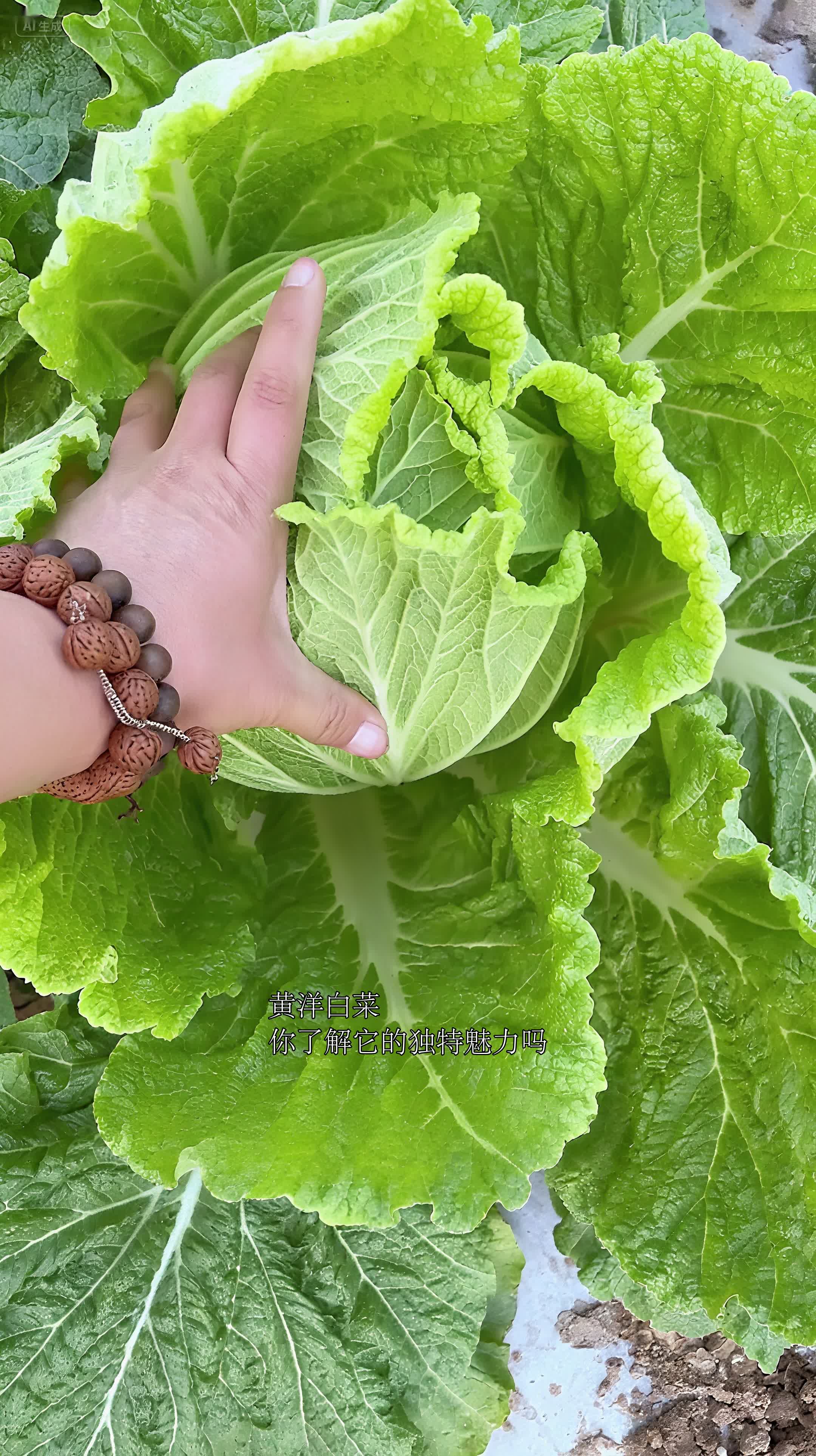 黄洋白菜你了解它的独特魅力吗