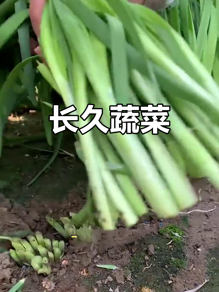 这不是普通韭菜,一次种植,多年收获!