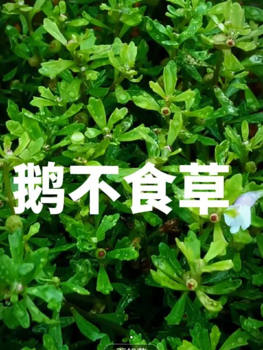 一起识百草,它可帮你解决鼻子的问题,石胡荽 又称 鹅不食草也称通鼻草 球子草、地胡椒、三牙