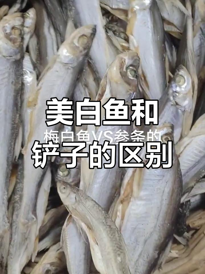 美白鱼与铲子大揭秘,别再混淆了!