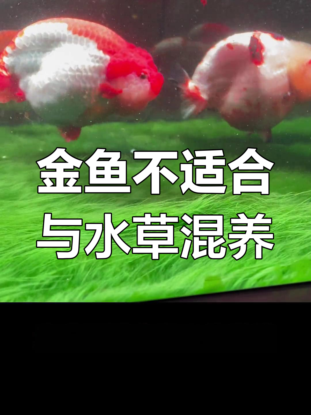 草缸养金鱼,注意事项解析