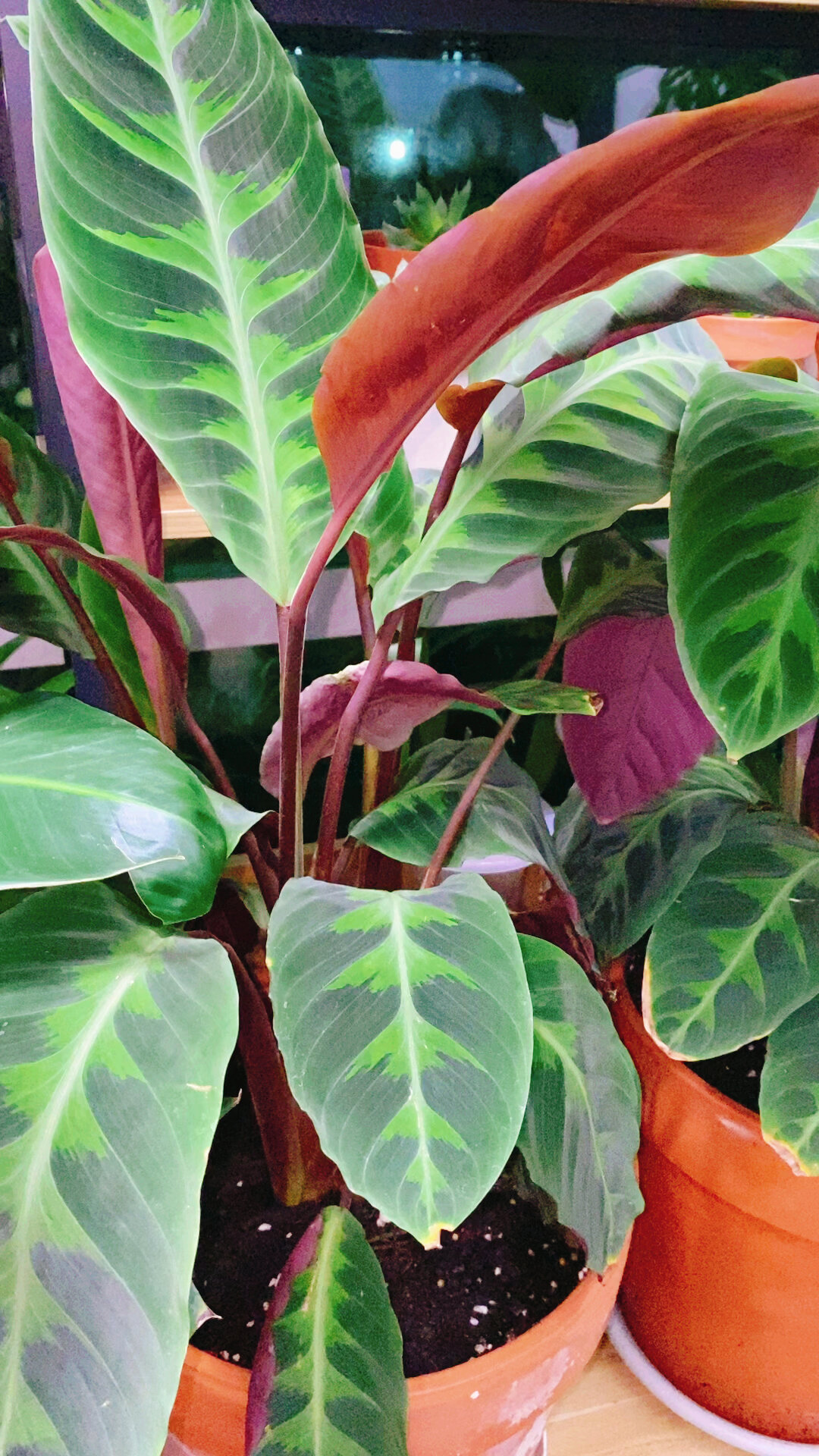 北京冬季浇水篇:紫背天鹅绒竹芋