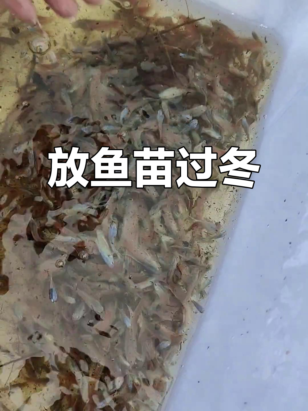 冬季斗鱼繁殖挑战:鱼苗放养与保温难题