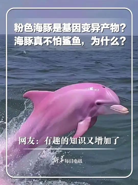 粉色海豚是基因变异的产物吗?海豚为什么不怕鲨鱼?网友:有趣的知识又增加了!新华每日电讯