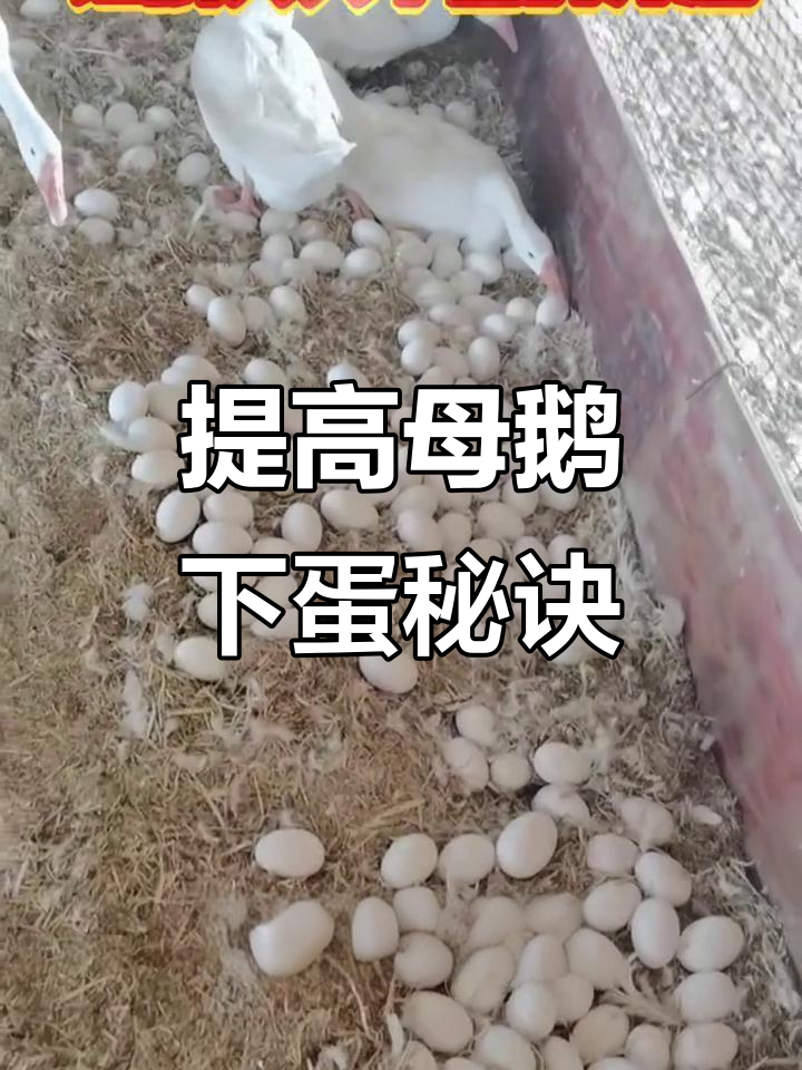 母鹅饲料配比揭秘，如何提高产蛋率