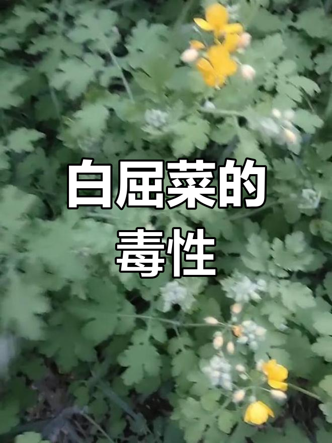 白屈菜:解毒镇痛,小心有毒