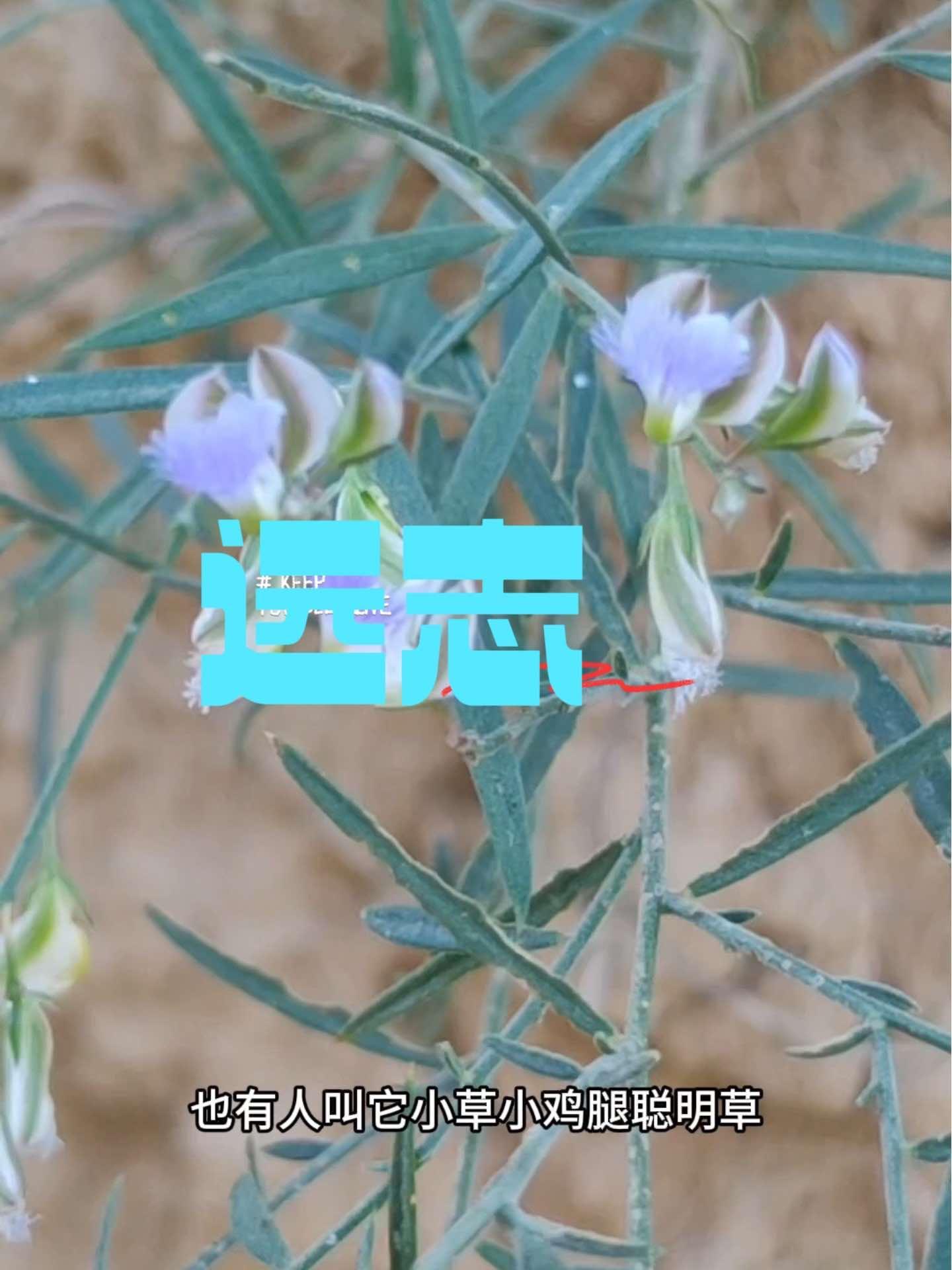 人若多忘事,远志石菖蒲,一种多年生草本植物,很多人知道它的好,却不知道要去除木心,人称聪明