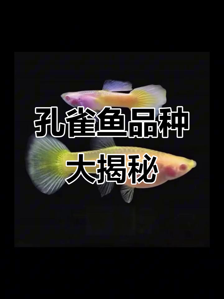 你养的是哪种孔雀鱼？分享图片，评论区见！
