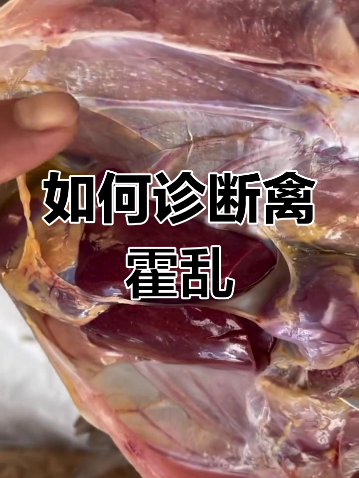 禽霍乱如何判断?看这些症状和解剖变化