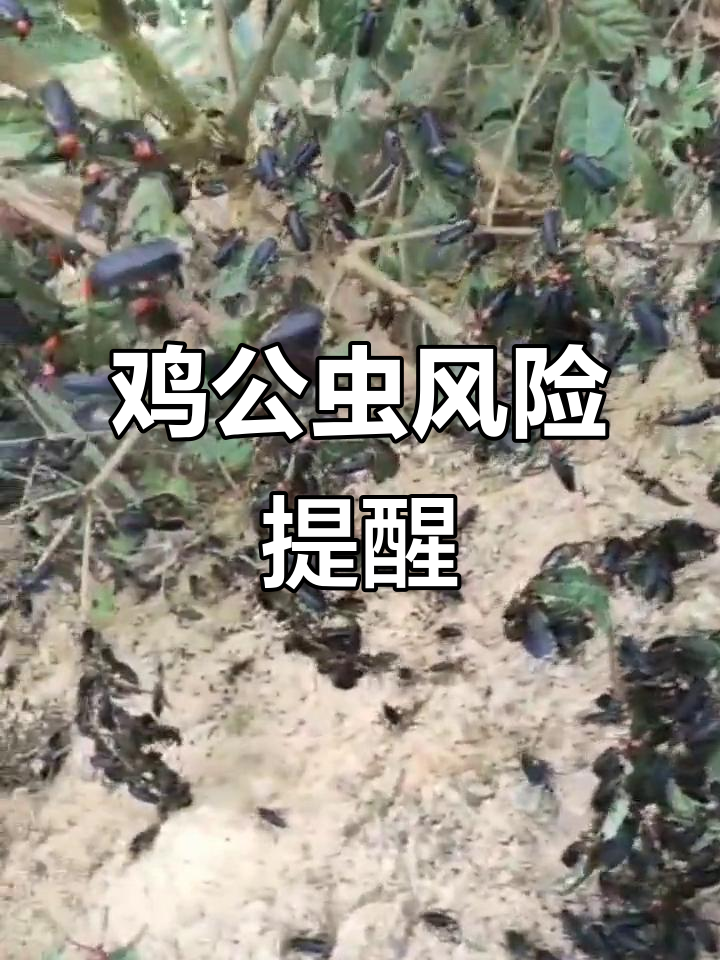 鸡公虫草酸高,接触皮肤会起泡,种植户需警惕!