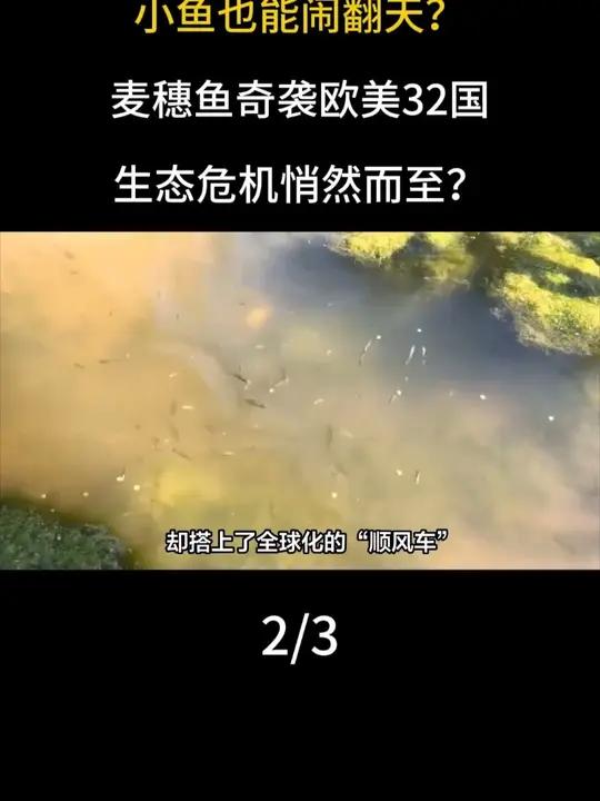 小鱼也能闹翻天？麦穗鱼奇袭欧美32国，生态危机悄然而至？