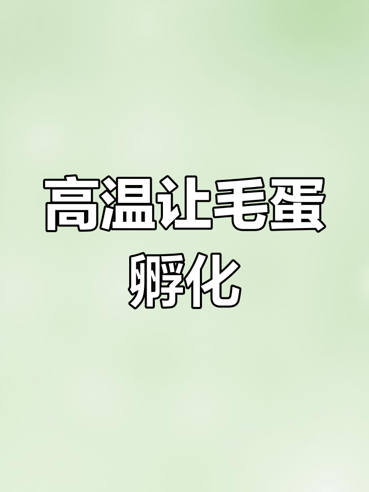 网友买毛鸡蛋,高温下竟孵出小鸡!