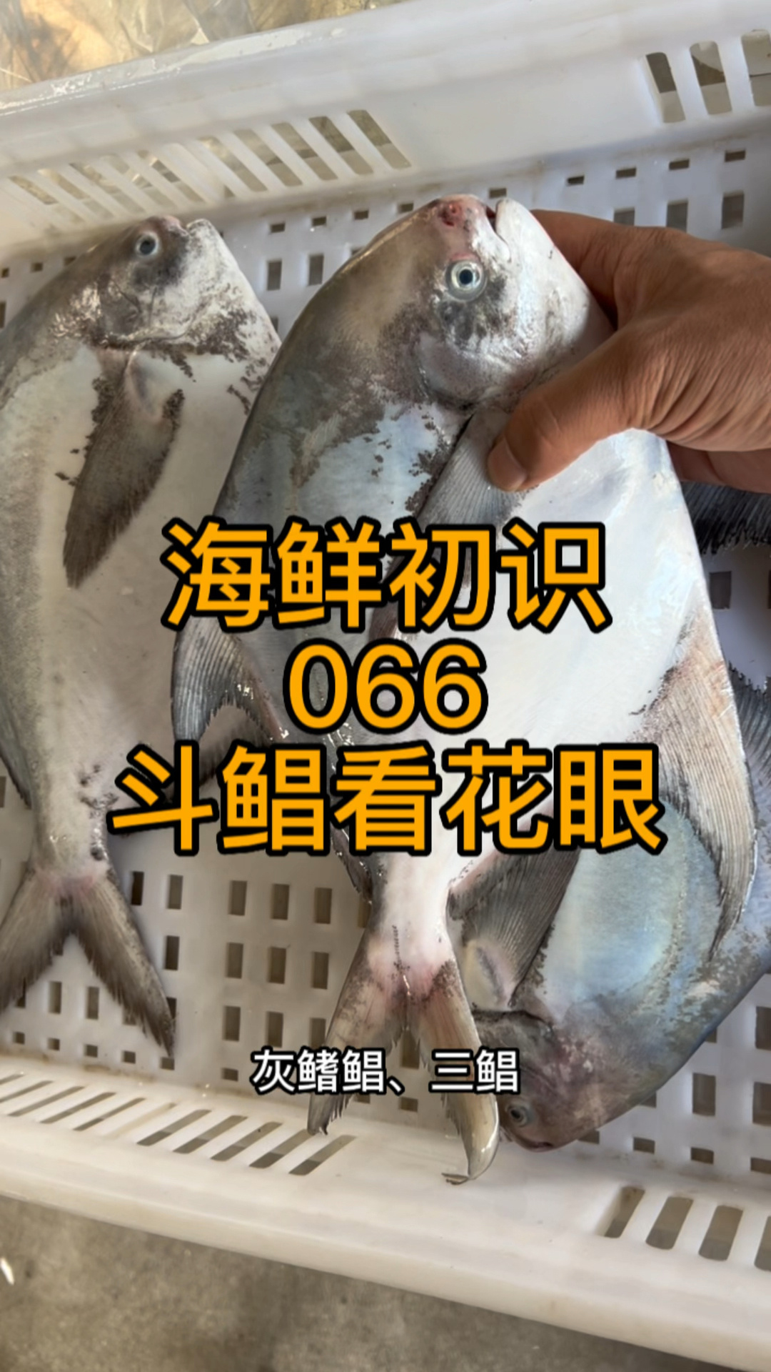 斗鲳白鲳还是其他的大鲳鱼