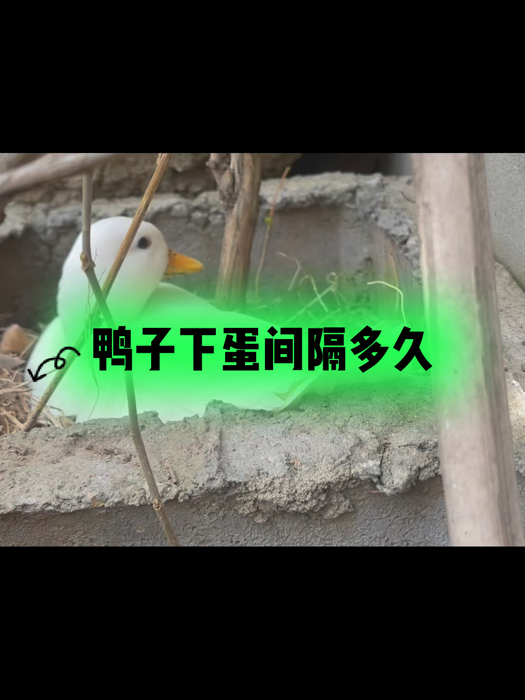 鸭子下蛋间隔多久,一年多少枚?