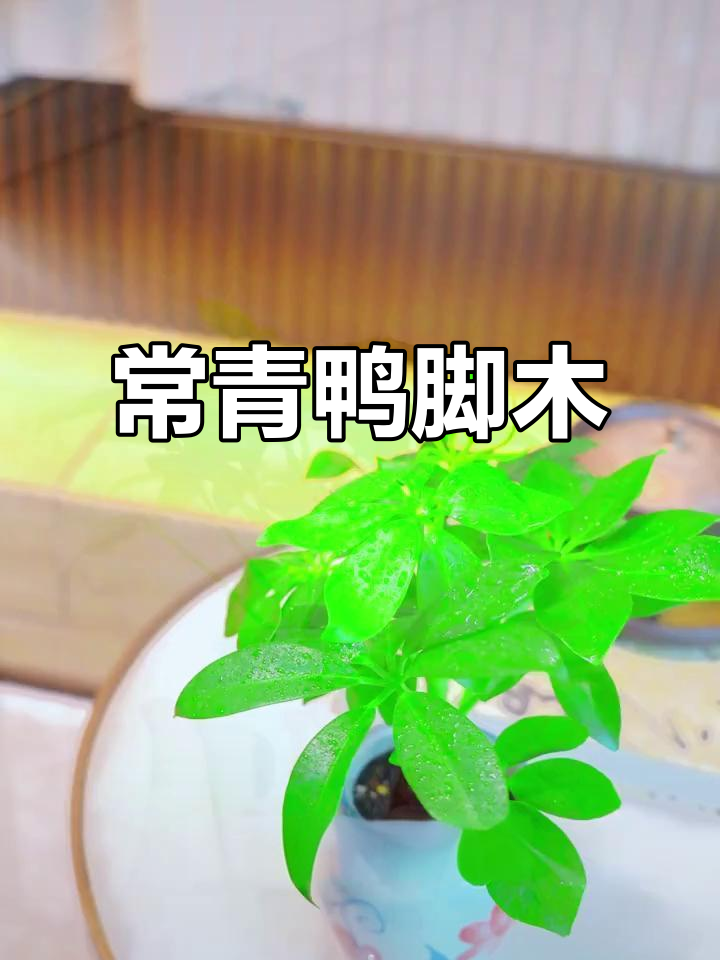 鸭脚木:四季常绿,净化空气的室内盆栽