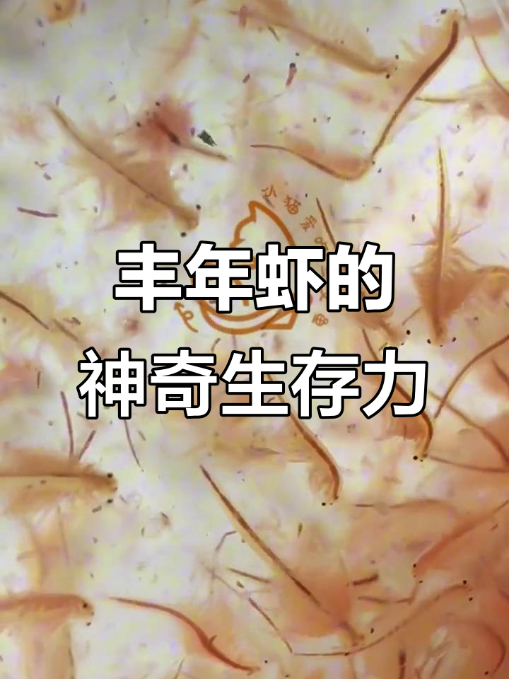 丰年虾卵孵化成虫,竟然能在冰箱里存活这么久!