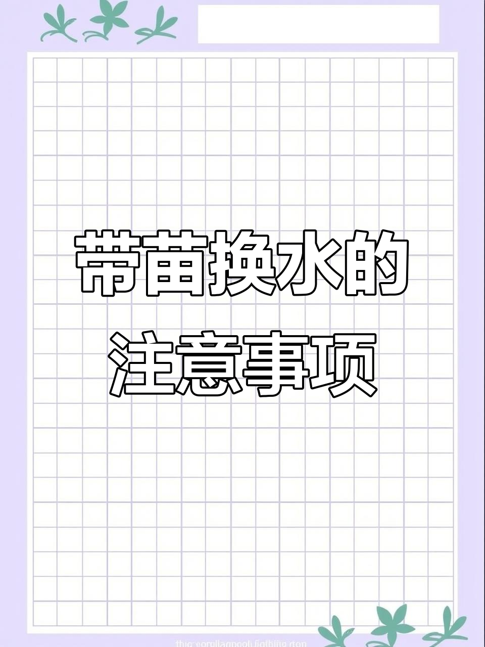 兰寿泰狮金鱼带苗换水技巧,避免大温差影响健康