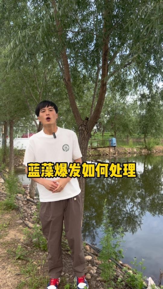 蓝藻爆发应该如何处理?鱼虾蟹养殖 南美白对虾 蓝藻 蓝藻爆发怎么处理 宏翔生物