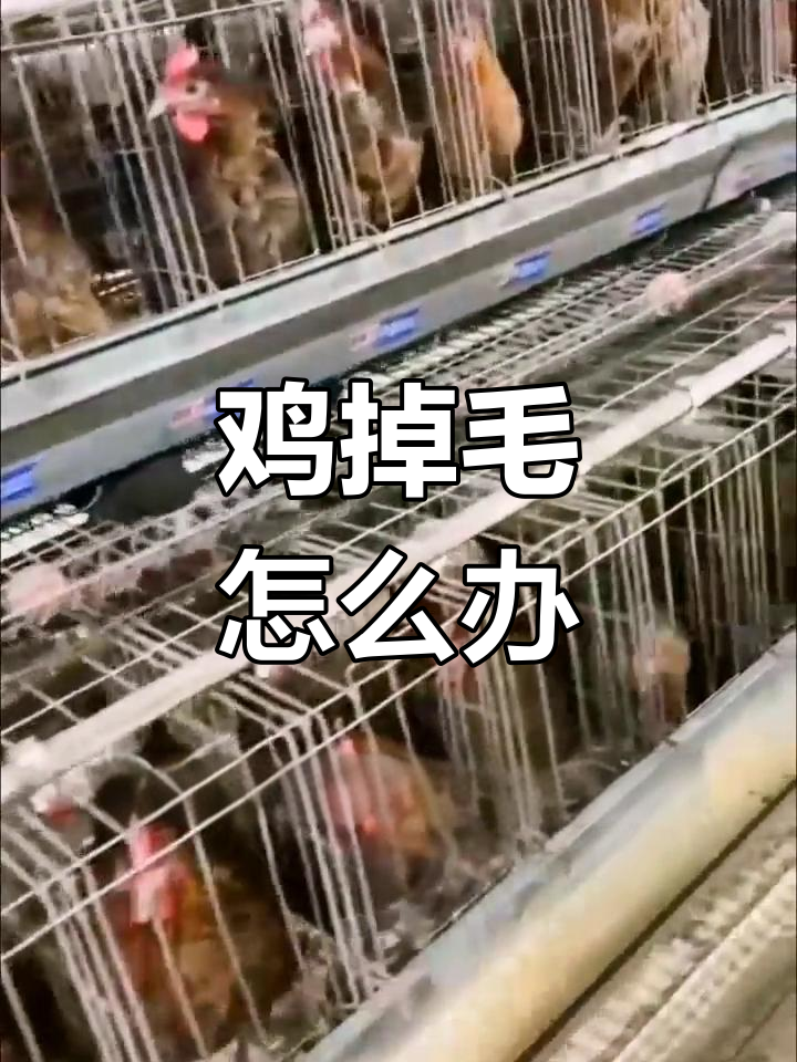 母鸡掉毛的原因及应对措施