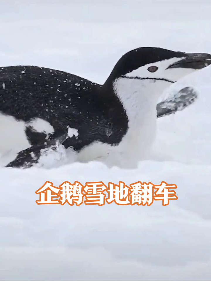 企鹅雪地求生记：站起3秒就劈叉，主打一个倔强躺平！