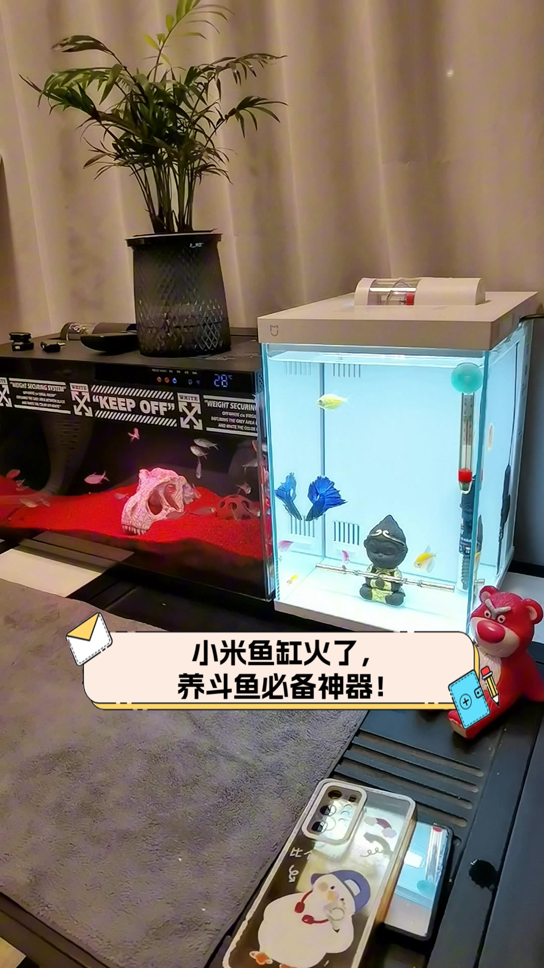 小米鱼缸火了,养斗鱼必备神器!