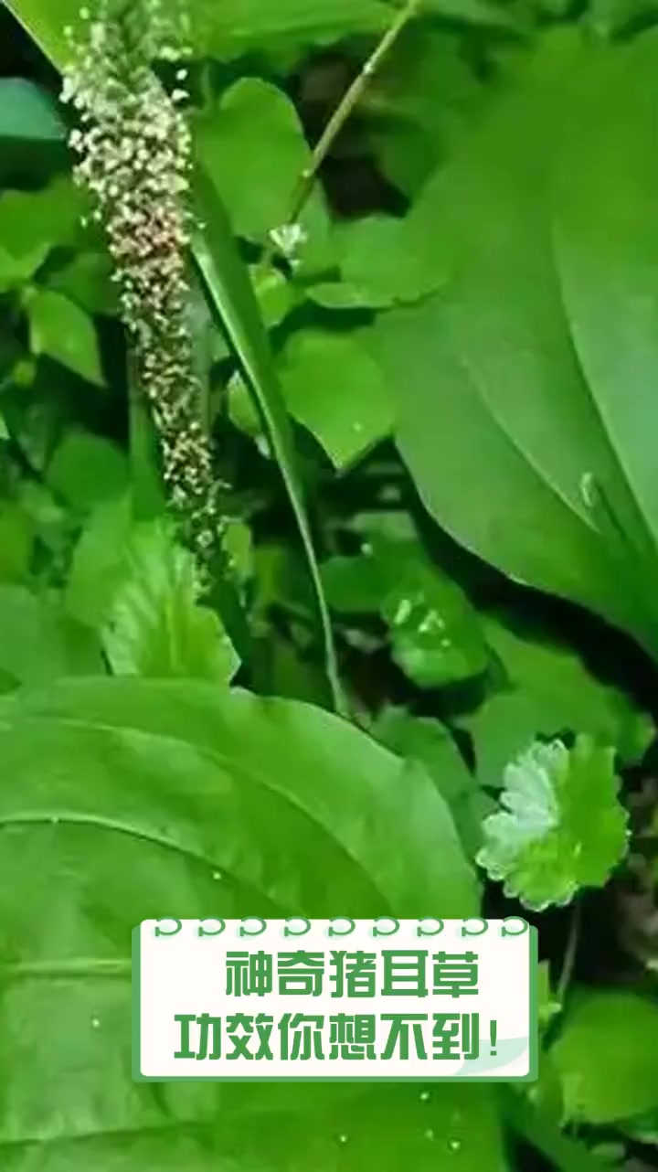 神奇猪耳草,功效你想不到!