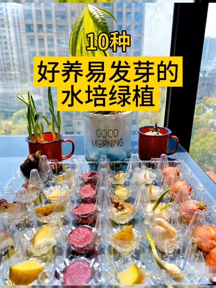 10种平价好养的水培绿植