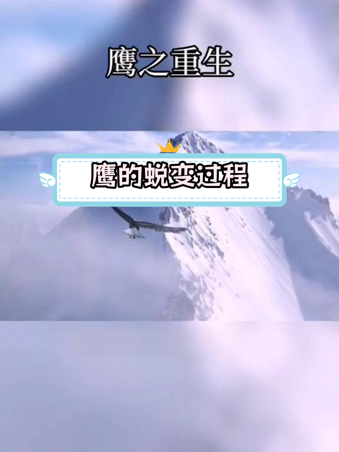 鹰的重生:蜕变与飞翔