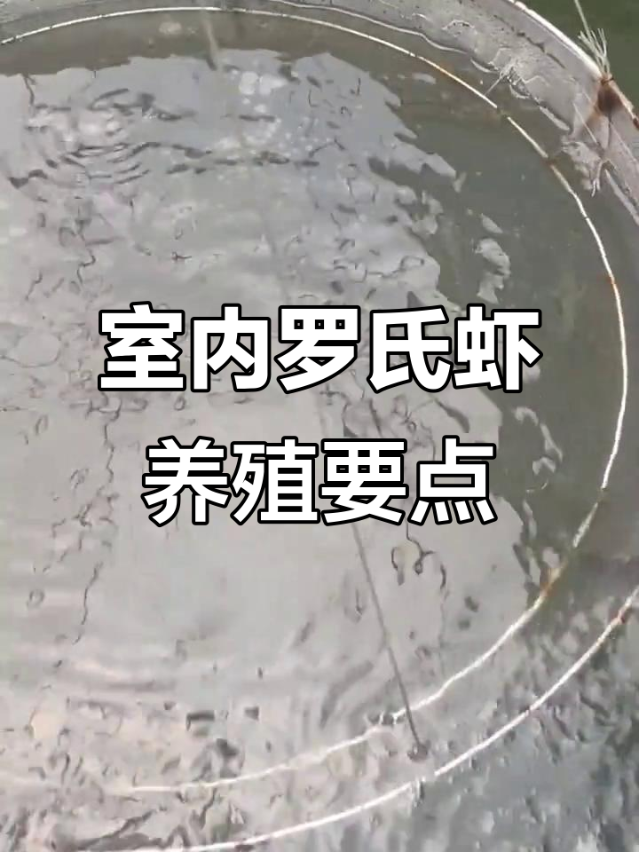 罗氏虾大棚养殖技巧:温度、水质管理全解析